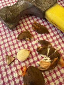 Apricot stones, whole, smashed, kernel with hammer